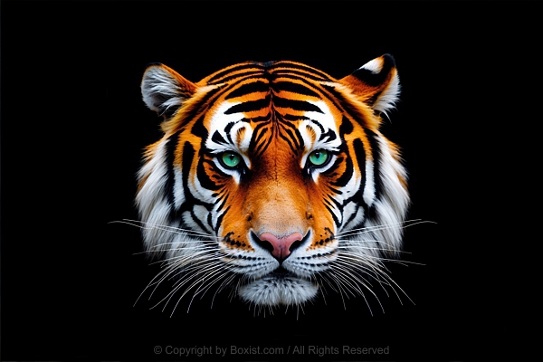 Head Of Tiger Against Solid Black Background