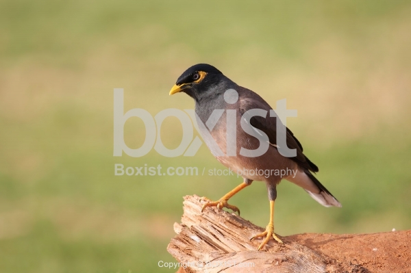 Indian Myna Bird