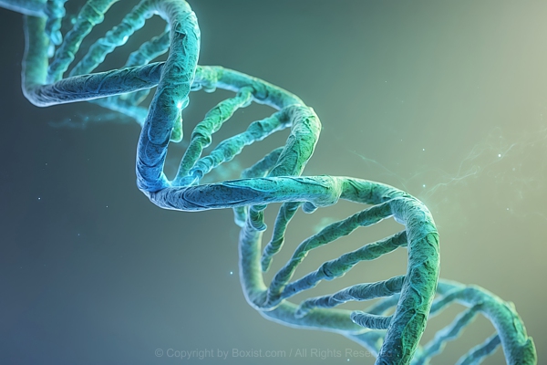 DNA Double Helix Structure