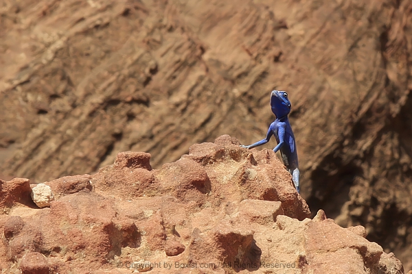 Sinai Agama Blue Lizard Pseudotrapelus Sinaitus Perched On Desert Rock