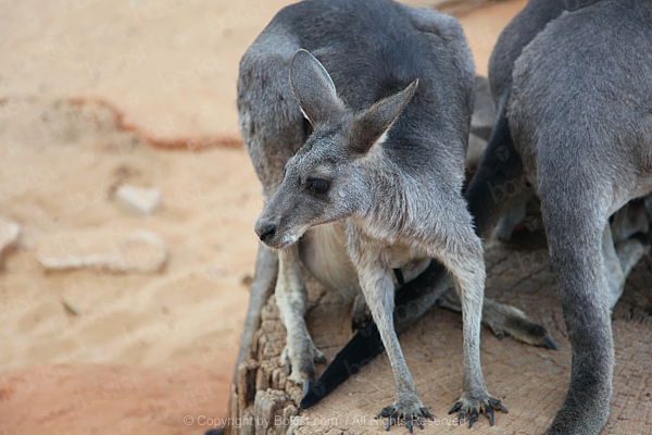 Kangaroo Sitting On Tree Trunk