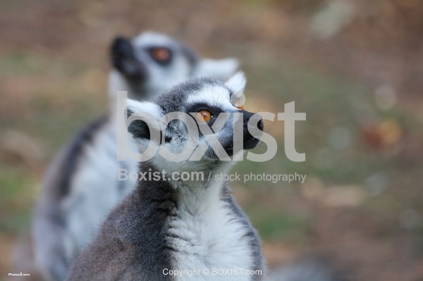 Two Lemurs Standing