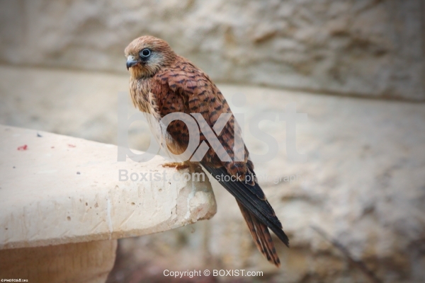 Lesser Kestrel Falcon