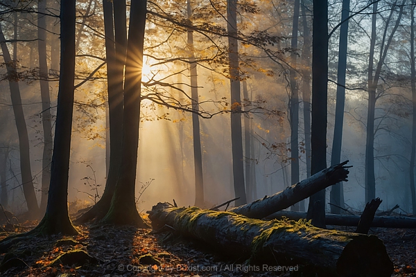 Tree Trunks In Forest In Foggy Morning