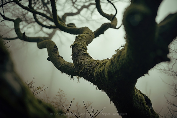 Tree With Closeup Twisted Moss Covered Branches