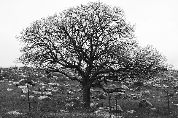 Bare Tree In Rocky Barren Landscape