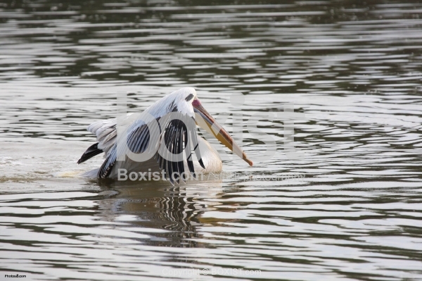 Pelican Bird in Water Opening Wings