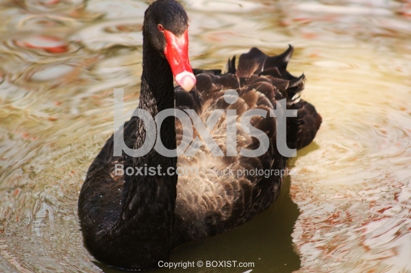 Black Swan Bird Swimming in Water