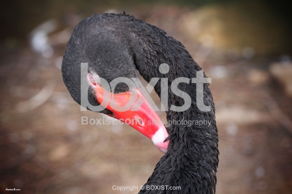 Black Swan Cleaning Itself