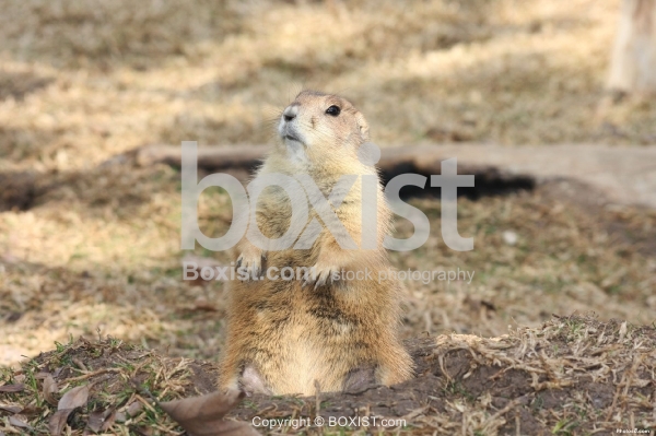 Black Tailed Prairie Dog Sitting