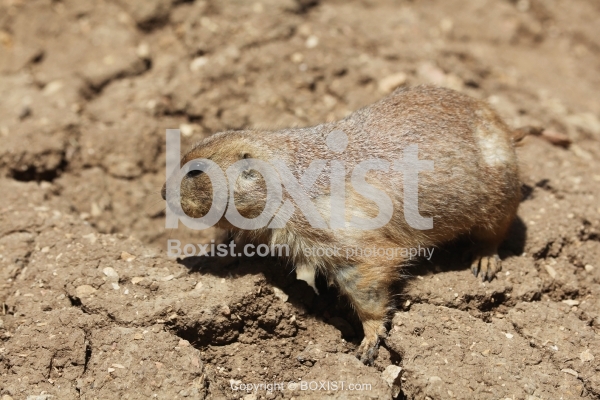 Black Tailed Prairie Dog  on Ground