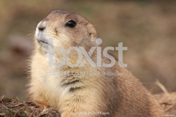 Black Tailed Prairie Dog Face