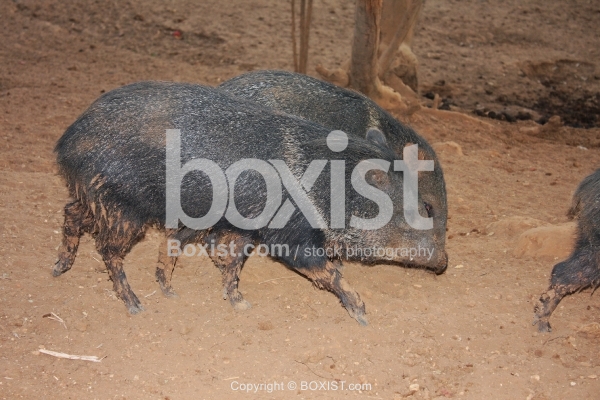 Collared Peccaries Running