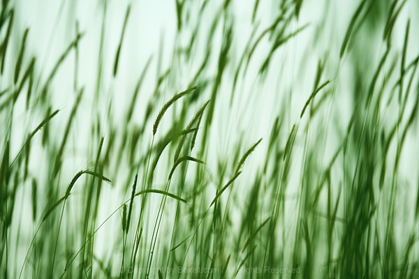 View Over Green Grass Moving Gently In The Wind