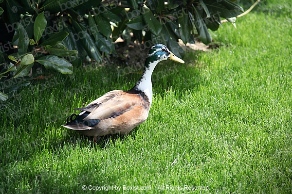 Duck Walking On Green Grass