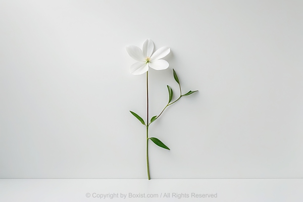 Single White Flower With Long Stem And Green Leaves
