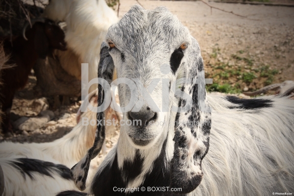 Nubian Goat Face