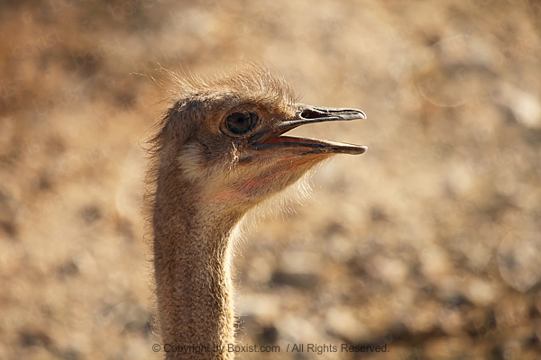 Head Of Arabian Desert Ostrich