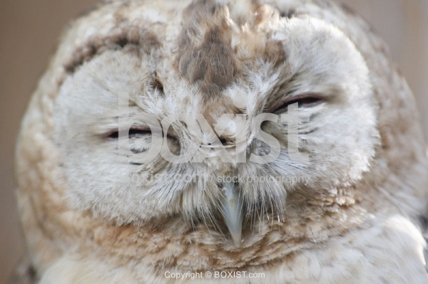 Owl Face
