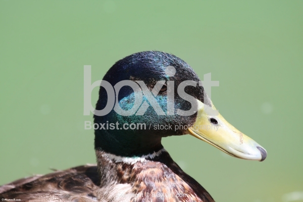 Male Mallard Duck