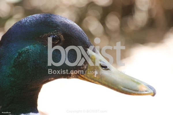 Male Mallard Duck Face