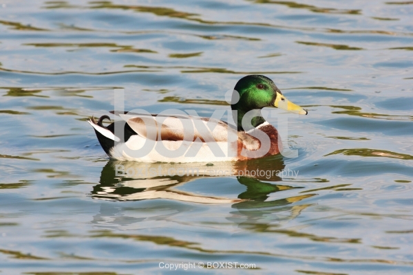 Male Mallard Duck Swimming on Blue Water