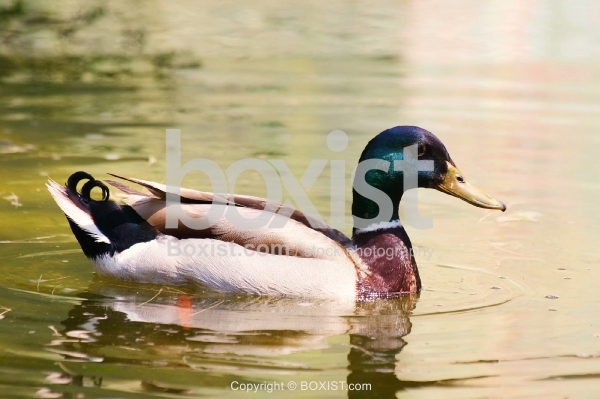 Male Mallard Duck in the Lake