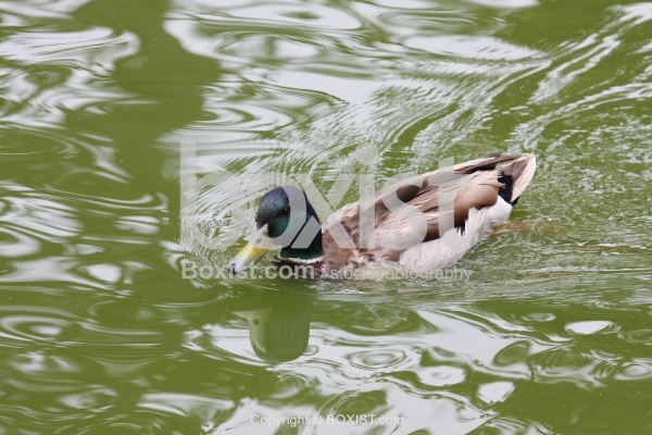 Male Mallard Duck with Glossy Green Head