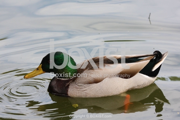 Male Mallard in Water