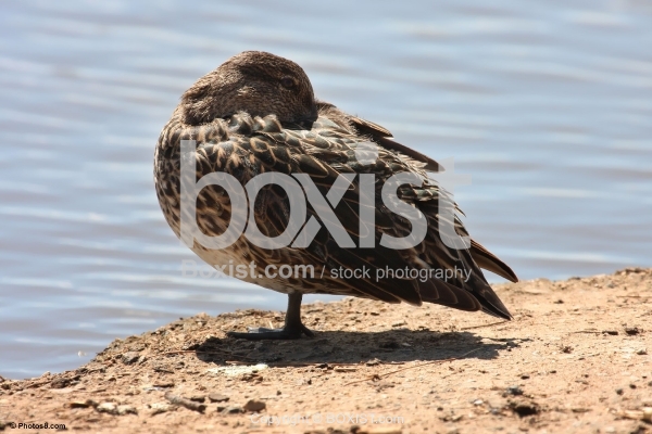 Mallard Duck Sunbathing