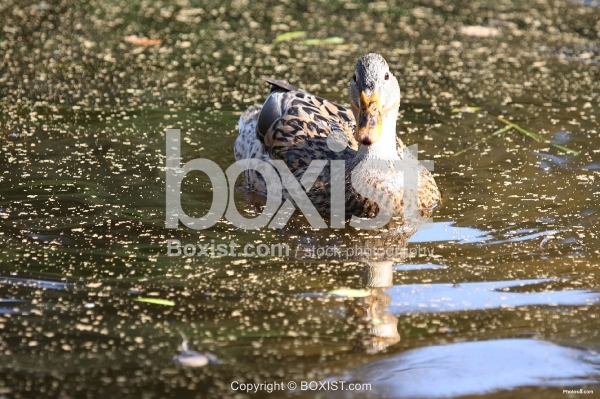 Mallard Duck Swim in Dirty Water