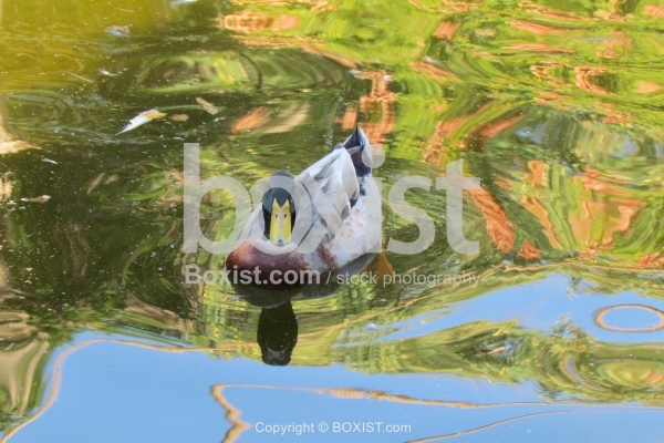 Mallard Duck Swimming in Colorful Water