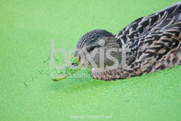 Mallard Duck Swimming in Green Water