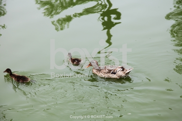 Mallard Duck and Hens in the Water