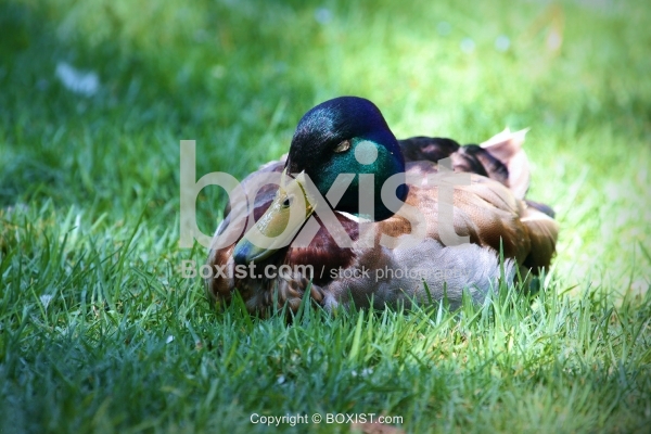 Mallard Duck on Grass