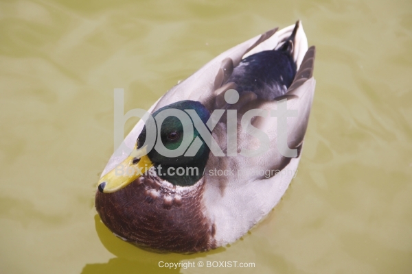 Mallard Duck with Green Head Swimming in Water