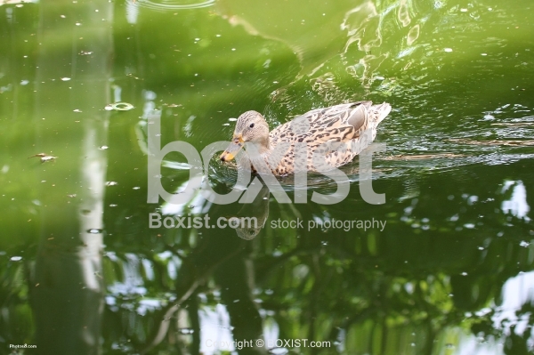 Mallard Female Duck Swim in Water