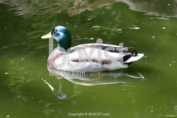 Mallard Male Duck Swim in Water
