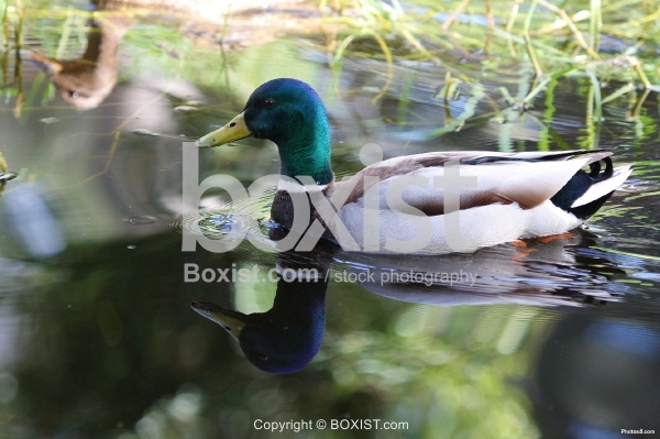 Mallard Male Duck Swimming