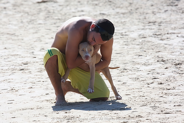 Emotional Bond Between Man And Pitbull Puppy Dog On Sandy Beach