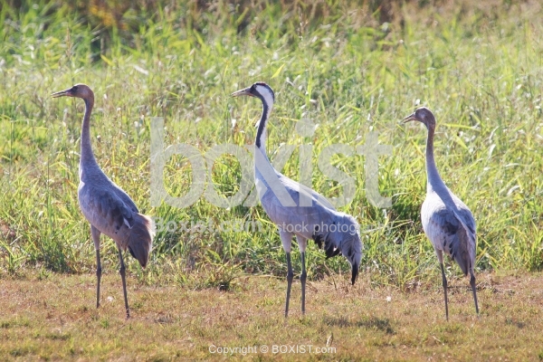 Three Common Cranes Birds