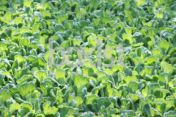 Swamp Green Plants