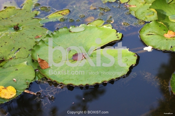 Swamp Leaves