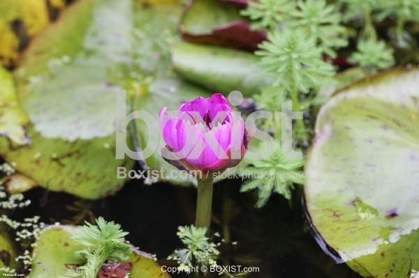 Swamp Pink Flower