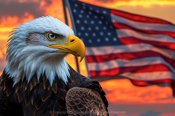 Bald Eagle Head Portrait With American Flag