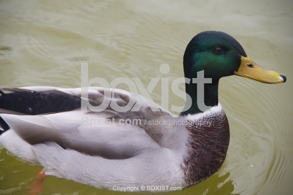 Close Up of Male Mallard Duck