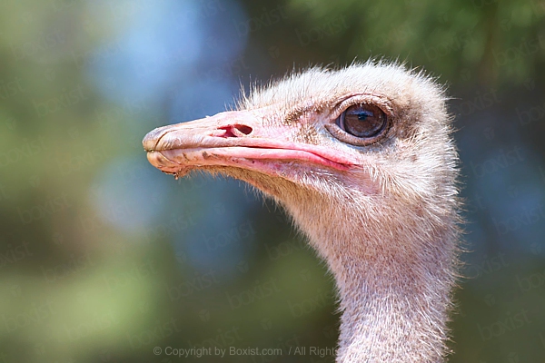 Closeup Portrait Of Ostrich Head
