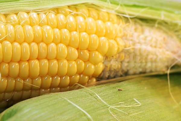 Closeup View Of An Ear Of Corn With Its Husk Partially Opened