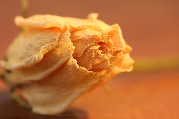Closeup Dry Yellow Flower