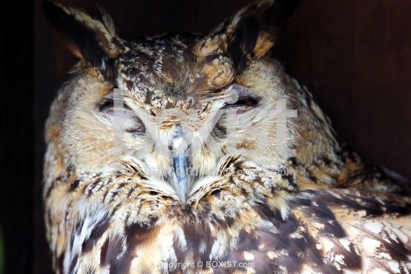 Closeup Portrait of Bubo Bubo Owl